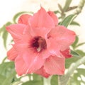 Pink desert rose, impala lily, adenium, azalea Royalty Free Stock Photo