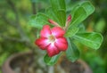 Pink Desert Rose