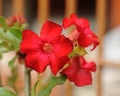 Pink Desert Rose or Impala Lily or Mock Azalea flower Royalty Free Stock Photo