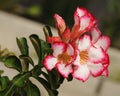 Pink Desert Rose or Impala Lily or Mock Azalea flower Royalty Free Stock Photo