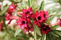 Pink Desert Rose or Impala Lily or Mock Azalea flower Royalty Free Stock Photo