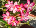 Pink Desert Rose, Impala Lily or Mock Azalea with Scientific name as Adenium : One of popular flower for home garden Royalty Free Stock Photo