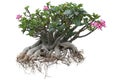 Pink desert rose, mock azalea, pinkbignonia or impala lily flowers bloom isolated on white background. Royalty Free Stock Photo