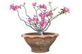 Pink desert rose, mock azalea, pinkbignonia or impala lily flowers bloom in pot isolated on white background. Royalty Free Stock Photo