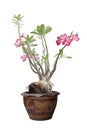 Pink desert rose, mock azalea, pinkbignonia or impala lily flowers in pot isolated on white background. Royalty Free Stock Photo