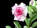 Pink desert rose Royalty Free Stock Photo