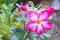 Pink Desert Rose Plant Blooming with dew drops Royalty Free Stock Photo