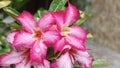 Pink Desert Rose with Rain Droplets Close-Up Royalty Free Stock Photo