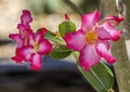 Pink Desert Roses Blooming