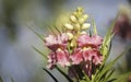 Pink Desert Willow