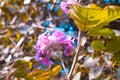 Pink Desert willow flower in focus with green leaves all around Royalty Free Stock Photo