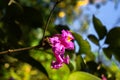 Pink Desert willow flower in focus with green leaves all around Royalty Free Stock Photo