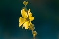 Flower background yellow, white, bunch, plant, Royalty Free Stock Photo