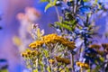 Flower background yellow, white, bunch, plant, Royalty Free Stock Photo