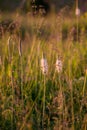 Flower background yellow, white, bunch, plant, Royalty Free Stock Photo