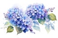 Decorative flower spring floral hydrangea nature leaf blossom background summer plant watercolor illustration Royalty Free Stock Photo