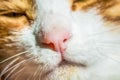 Pink detail of ginger white cat nose