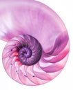 Pink detail of nautilus spiral shell Royalty Free Stock Photo