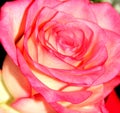 Pink detail rose