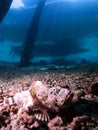 Pink devil scorpionfish under pier