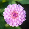 Pink Dhalia blossom