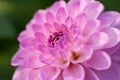 Pink Dhalia closeup