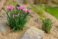 Pink dianthus alpine flower planted in a rockery garden. Rock garden plant close up. Royalty Free Stock Photo