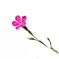 Pink dianthus campestris flower close-up isolated on a white background Royalty Free Stock Photo