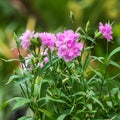 Pink Dianthus caryophyllus.