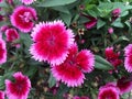 Pink Dianthus chinensis flower China pink, Rainbow pink Royalty Free Stock Photo