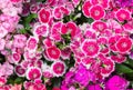 Pink Dianthus chinensis flower in garden Royalty Free Stock Photo