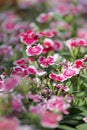 Pink Dianthus chinensis flower. Royalty Free Stock Photo