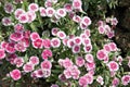 Pink Dianthus chinensis flower. Royalty Free Stock Photo