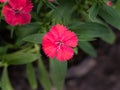 Pink Dianthus Flower Blooming Royalty Free Stock Photo