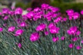 Pink Dianthus Royalty Free Stock Photo