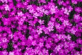 Pink dianthus flowers in a garden Royalty Free Stock Photo