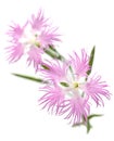 Pink , dianthus superbus , nadeshiko Royalty Free Stock Photo