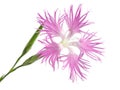 Pink , dianthus superbus , nadeshiko Royalty Free Stock Photo