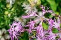 Pink, dianthus superbus, nadeshiko. Flower, longicalycinus Royalty Free Stock Photo