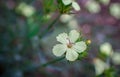 Pink, dianthus superbus, nadeshiko. Flower, longicalycinus