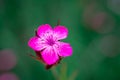 Pink, dianthus superbus, nadeshiko. Flower, longicalycinus