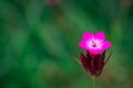 Pink, dianthus superbus, nadeshiko. Flower, longicalycinus
