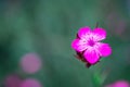 Pink, dianthus superbus, nadeshiko. Flower, longicalycinus