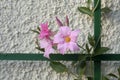 Pink Dipladenia (Mandevilla) flower with growing aid
