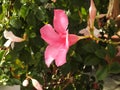 The pink dipladÃÂ©nia is a flower that fears the frost.