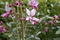 Pink Diptam Dictamnus albus in the garden