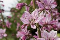 Pink Diptam Dictamnus albus in the garden Royalty Free Stock Photo