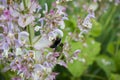 Pink Diptam Dictamnus albus in the garden