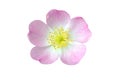 Pink Dog Rose Hip Flower Macro Isolated on White Royalty Free Stock Photo