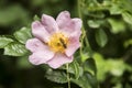 Pink dog rose (Rosa canina) closeup Royalty Free Stock Photo